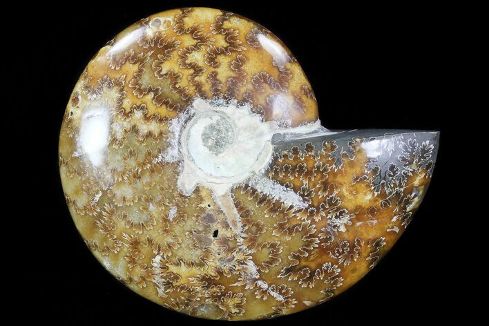 Polished, Agatized Ammonite (Cleoniceras) - Madagascar #76098